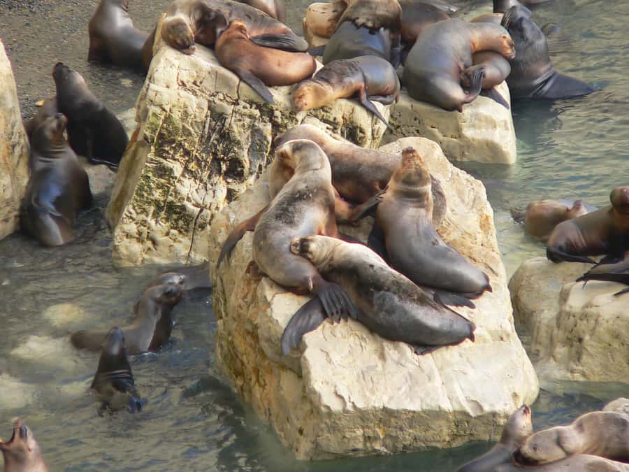From Puerto Madryn: City and Punta Loma Tour - Who should book this two-hour outing