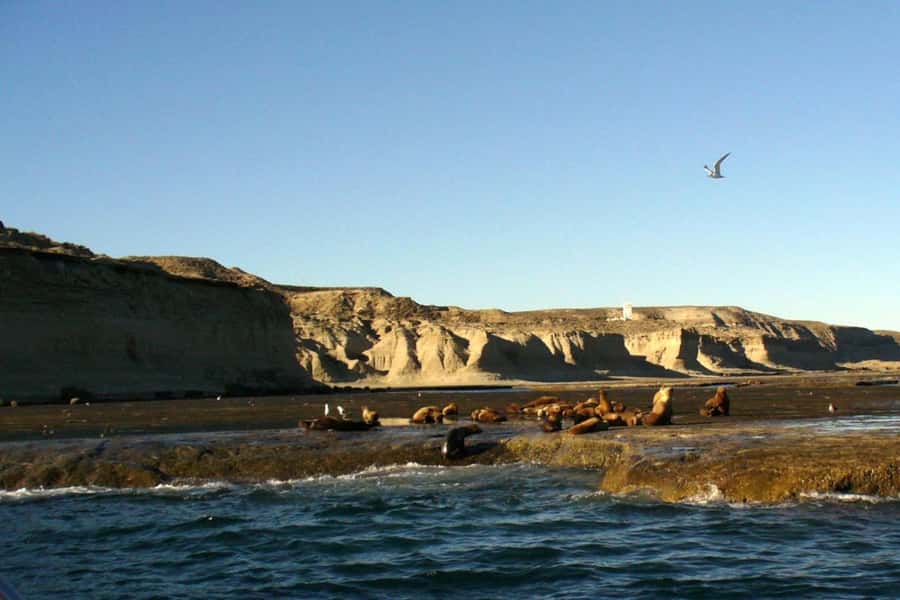 From Puerto Madryn: Full Day Excursion to Punta Tombo - Key points to know