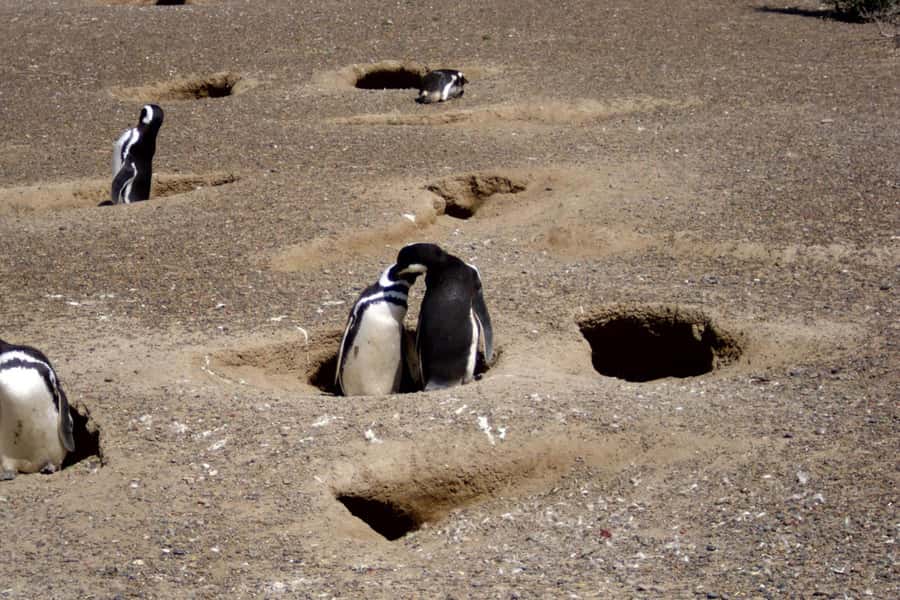 From Puerto Madryn: Full Day Excursion to Punta Tombo - Why Punta Tombo is worth the long ride