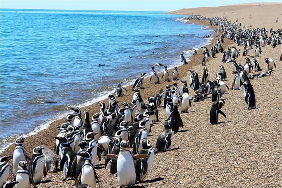 From Puerto Madryn: Full Day Excursion to Punta Tombo - Lunch at the reserve café