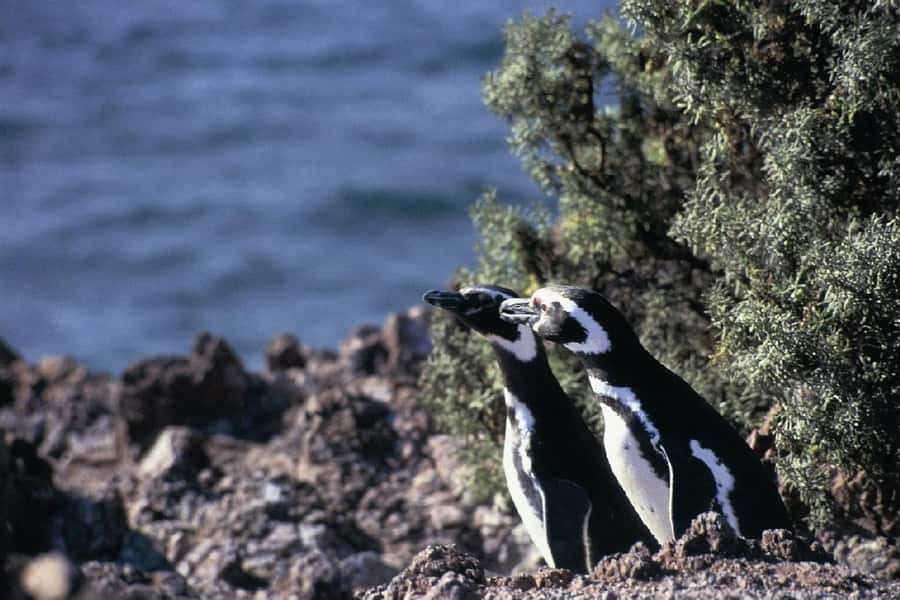 From Puerto Madryn: Full Day Excursion to Punta Tombo - What the $112 price really covers