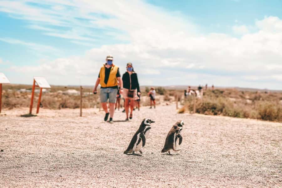 From Puerto Madryn: Full Day Excursion to Punta Tombo - Who should book this Punta Tombo day trip?