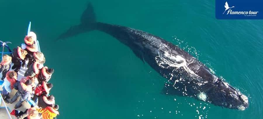 From Puerto Madryn: Full-Day Valdes Peninsula Tour - Key points to know before you go