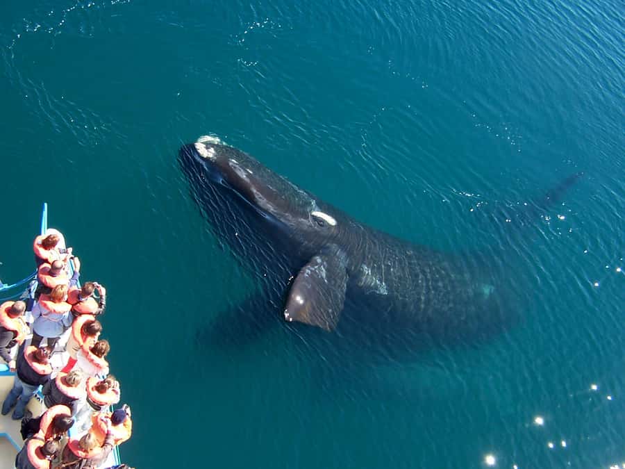From Puerto Madryn: Full-Day Valdes Peninsula Tour - Why Valdes Peninsula makes a strong day trip