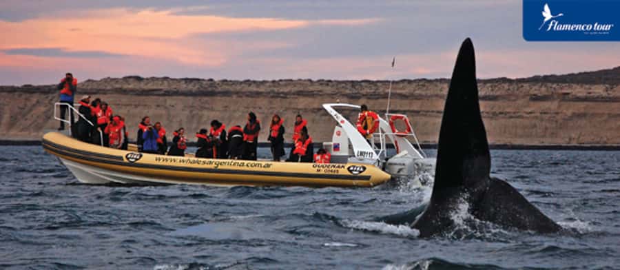 From Puerto Madryn: Full-Day Valdes Peninsula Tour - Two hours in Puerto Piramides