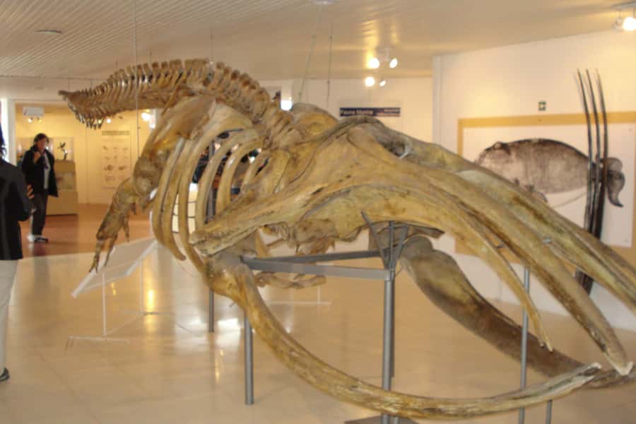 From Puerto Madryn: Full-Day Valdes Peninsula Tour - Punta Delgada and the elephant seal coast
