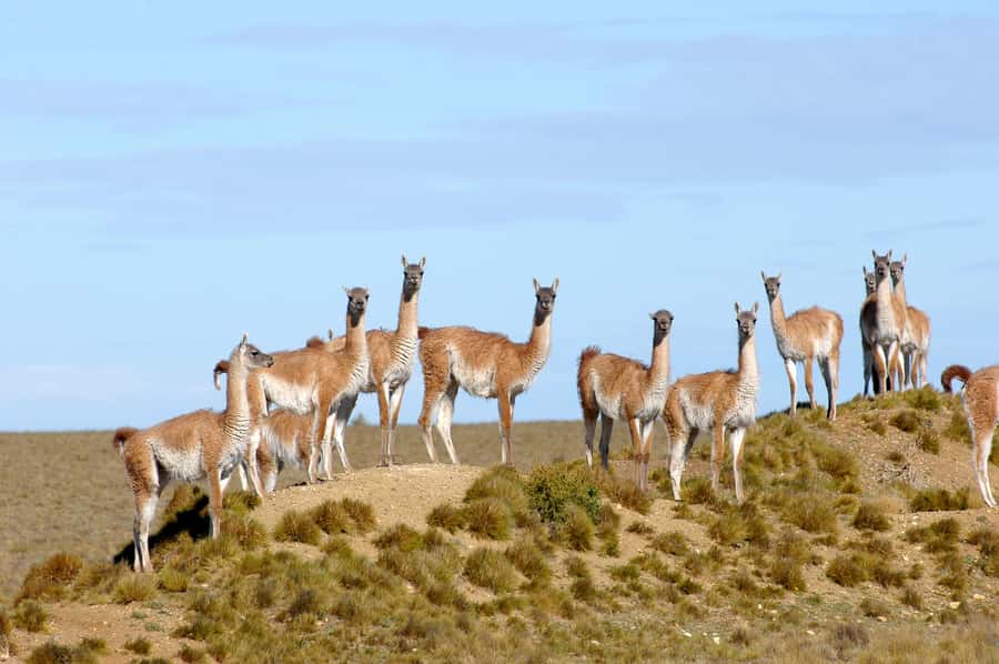 From Puerto Madryn: Full-Day Valdes Peninsula Tour - Caleta Valdes and its sheltered waters