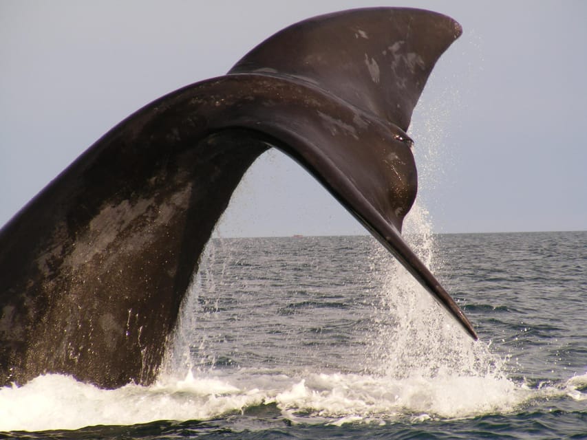 From Puerto Madryn: Full-Day Valdes Peninsula Tour - Punta Norte and seasonal wildlife