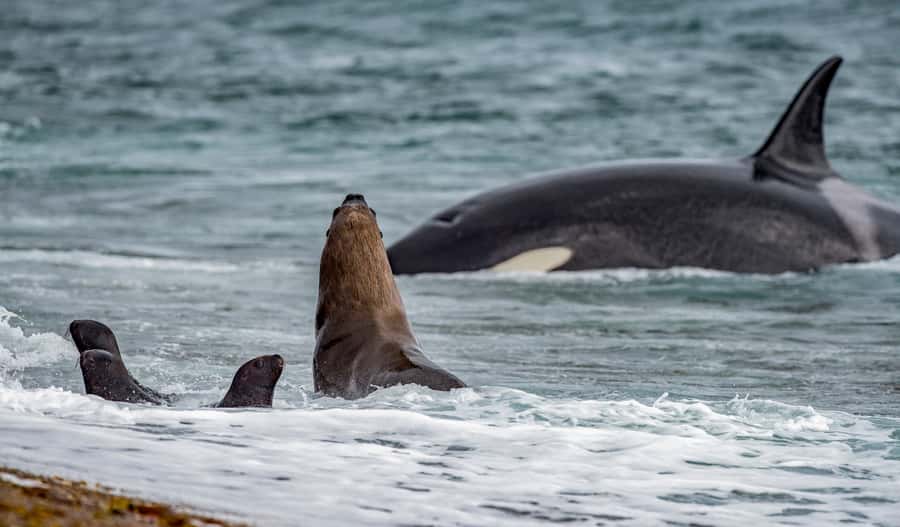 From Puerto Madryn: Penguin Tour & Península Valdés Day Trip - Why the penguins at San Lorenzo are the main event