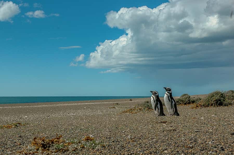 From Puerto Madryn: Penguin Tour & Península Valdés Day Trip - Lunch at a working Patagonian ranch