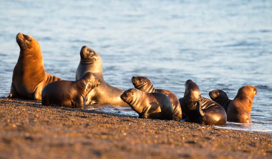 From Puerto Madryn: Penguin Tour & Península Valdés Day Trip - Punta Norte and the chance of larger marine animals