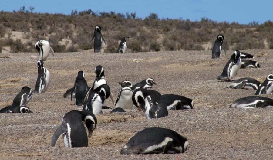 From Puerto Madryn: Penguin Tour & Península Valdés Day Trip - The Carlos Ameghino center adds useful context