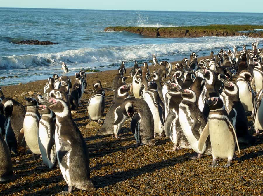 From Puerto Madryn: Penguin Tour & Península Valdés Day Trip - How much value do you get for $198?