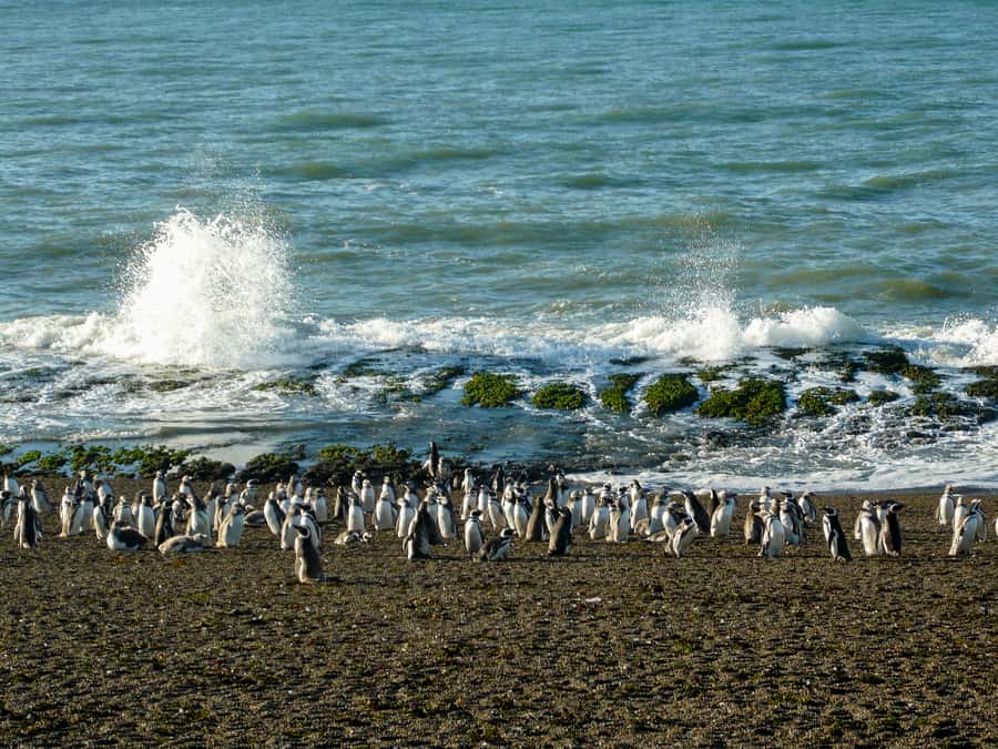 From Puerto Madryn: Penguin Tour & Península Valdés Day Trip - Timing, comfort, and what to bring