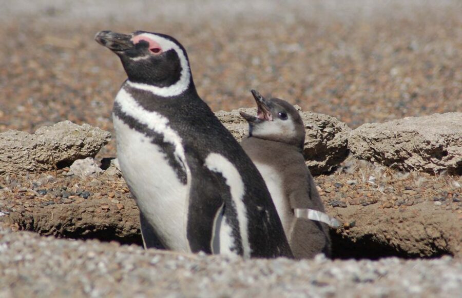From Puerto Madryn: Penguin Tour & Península Valdés Day Trip - Who should book this day trip?