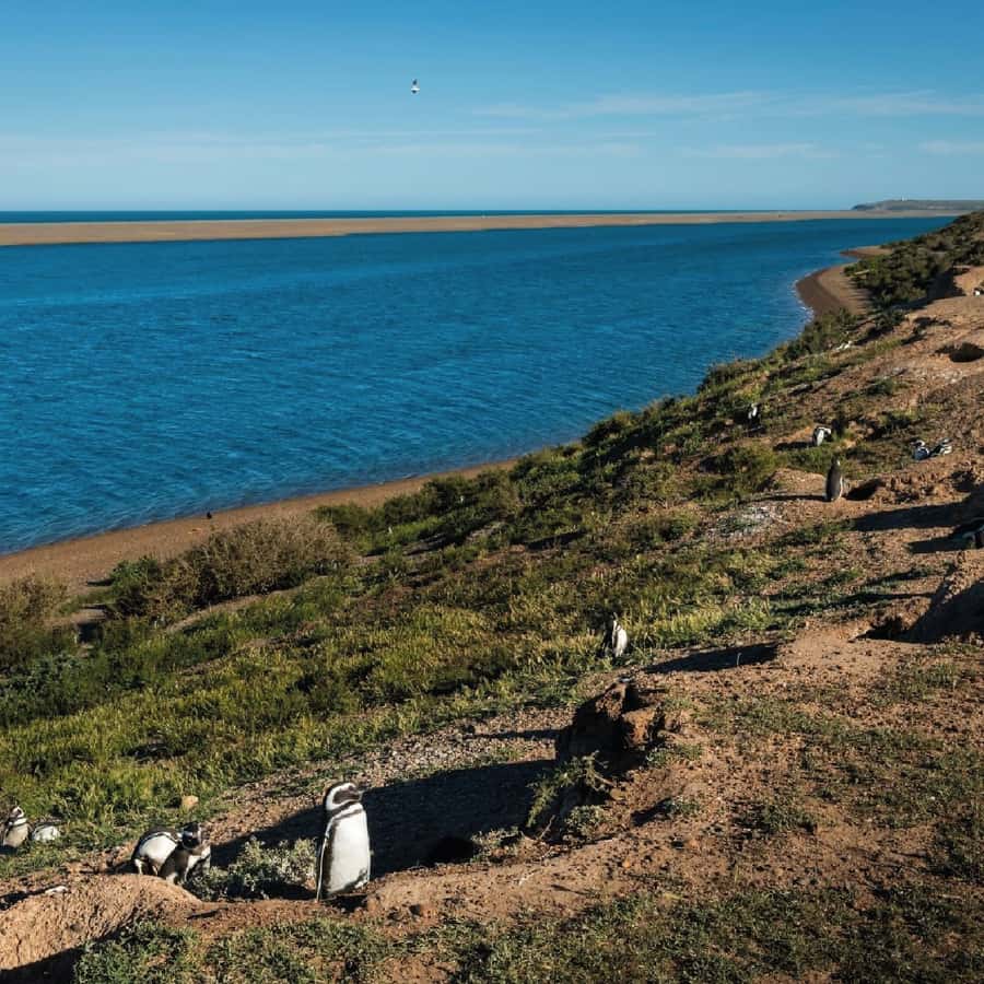 From Puerto Madryn: Peninsula Valdés Shore Excursion - Carlos Ameghino Interpretation Center and the first views