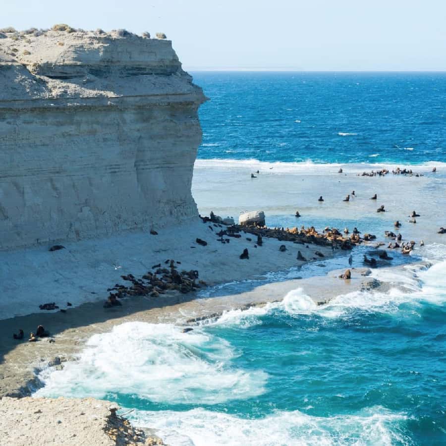 From Puerto Madryn: Peninsula Valdés Shore Excursion - Punta Norte and the chance of sea lions or orcas