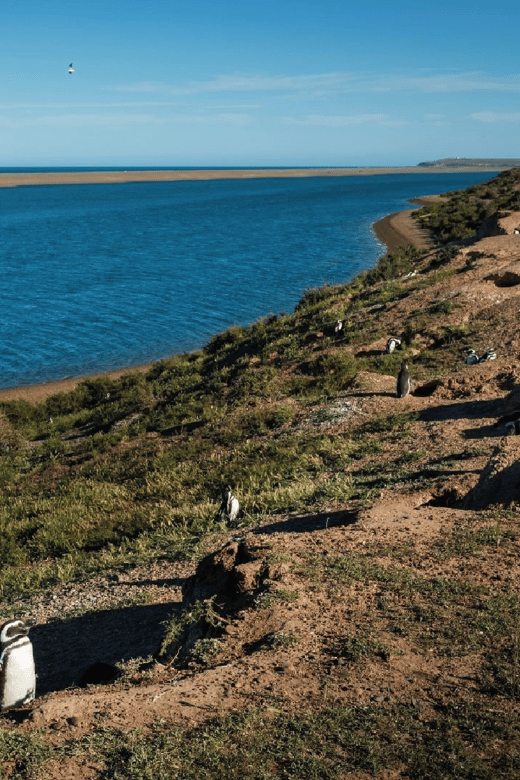 From Puerto Madryn: Peninsula Valdés Shore Excursion - Punta Delgada, its lighthouse, and elephant seals