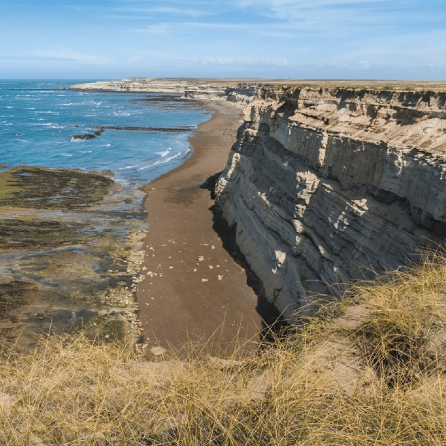 From Puerto Madryn: Peninsula Valdés Shore Excursion - Penguins, sea lions, and seasonal reality