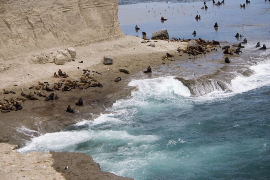From Puerto Madryn: Valdes Peninsula Full-Day Tour - What you might see along the coast