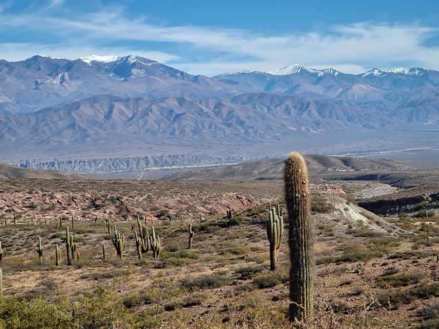 From Salta: 2-Day Guided Trip to Cafayate and Cachi - Cafayate and the Torrontés stop