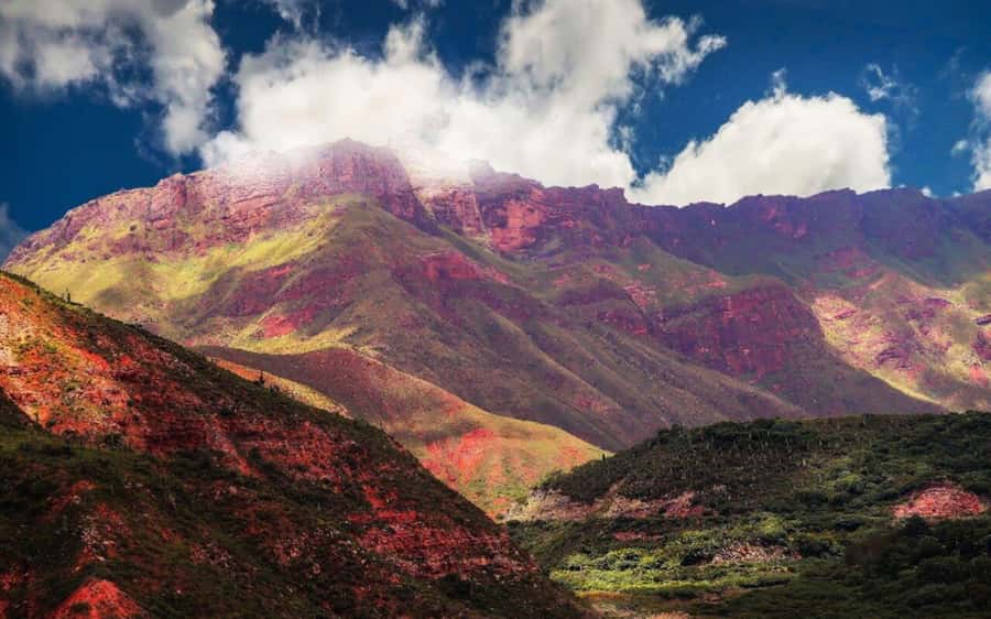 From Salta: Cachi and Los Cardones National Park Tour - Los Cardones National Park, a forest of giant cacti