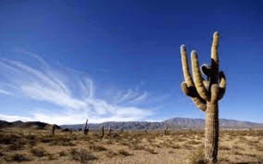 From Salta: Cachi and Los Cardones National Park Tour - What the transport and guiding are really like