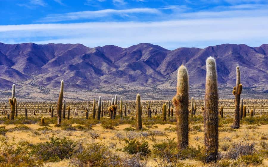 From Salta: Cafayate, Cachi and Salinas Grandes in 3 days - Three days, three very different sides of northern Argentina