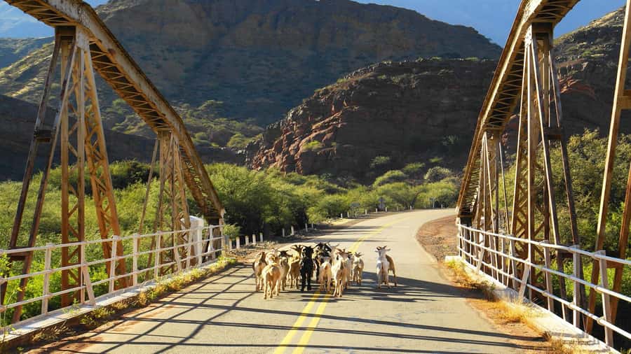 From Salta: Day Trip to Cafayate - Is $41 a good price for this Salta day trip?