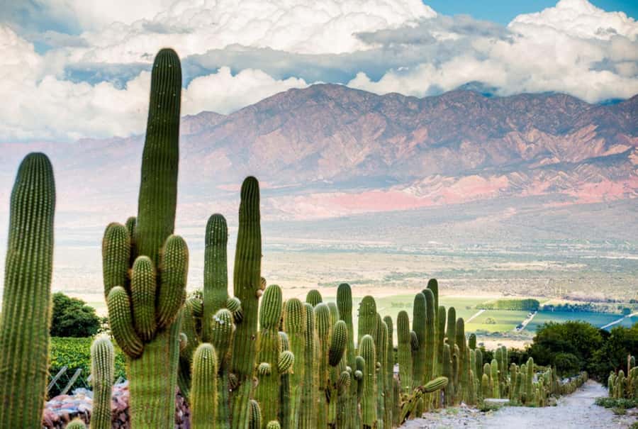 From Salta: Day Trip to Cafayate - Who should book this Cafayate excursion?
