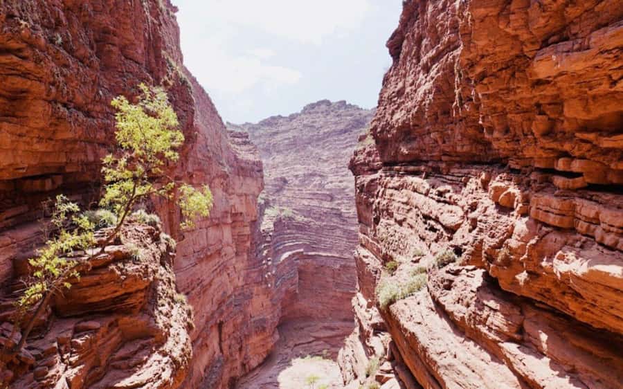 From Salta: Full-day excursions through Cafayate and Cachi - Los Cardones National Park and the Inca straight road