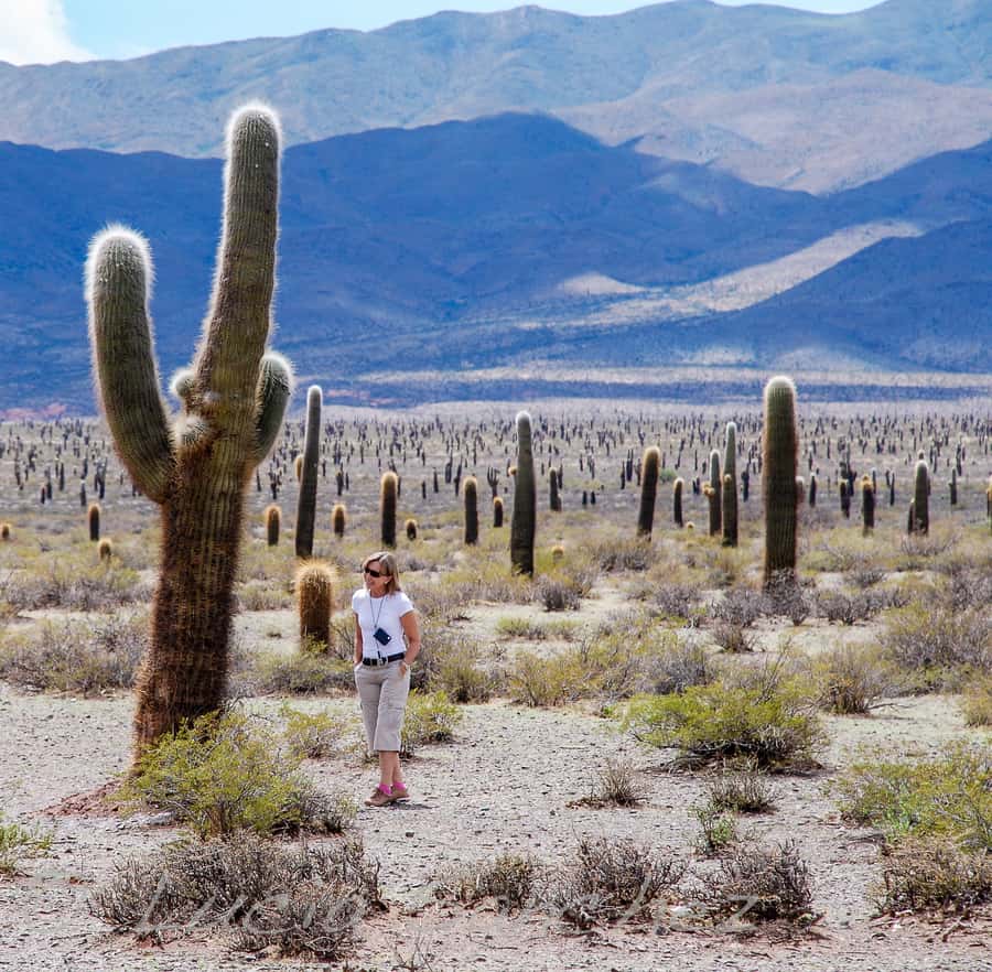 From Salta: Full-Day Scenic Tour to Cachi - Guides, language, and the human side of the day