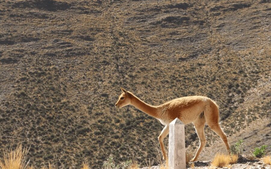 From Salta: Full-Day Tours of Cachi and Salinas Grandes - Crossing to Purmamarca and the Hill of Seven Colors