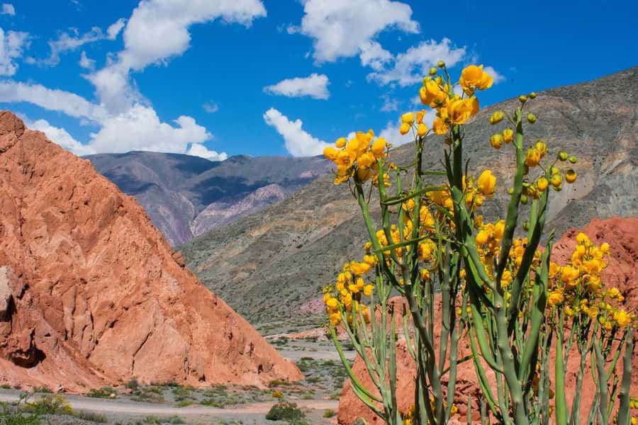 From Salta: Full-Day Trip to Salinas Grandes and Purmamarca - Salinas Grandes, Argentina’s great white expanse