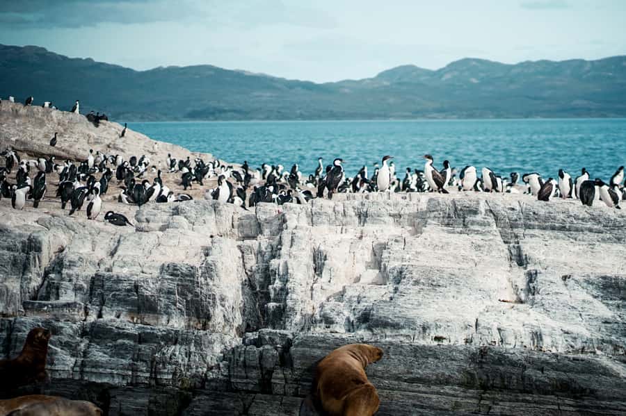 From Ushuaia: Beagle Channel Catamaran Tour - Sea Lions’ Island and the limits of a short stop