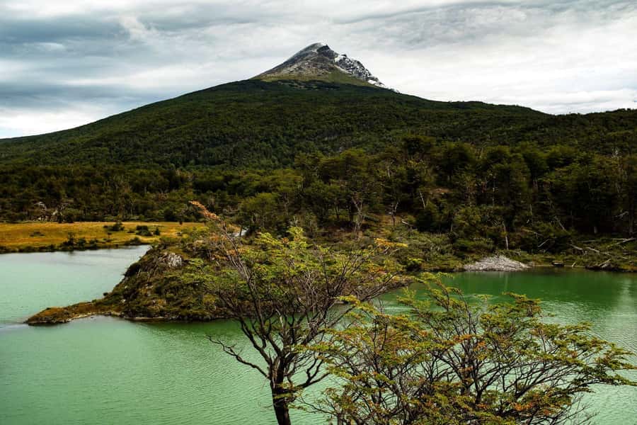 From Ushuaia: Discover Tierra del Fuego National Park - Wildlife: keep your eyes on the forest and sky