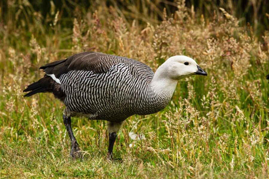 From Ushuaia: Discover Tierra del Fuego National Park - What the five-hour schedule really gives you