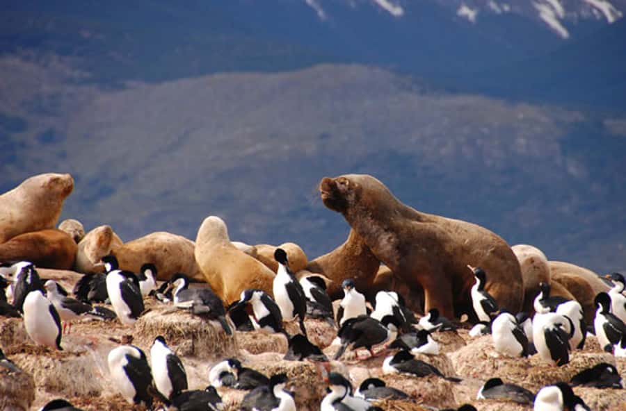 From Ushuaia: Penguin Watching Tour by Catamaran - Key points at a glance