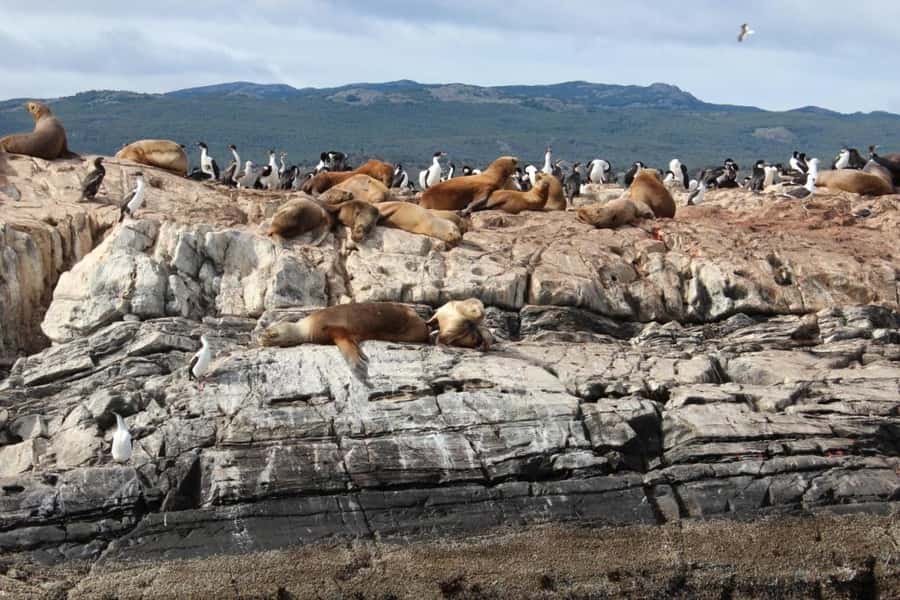 From Ushuaia: Penguin Watching Tour by Catamaran - Les Eclaireurs Lighthouse and a 1930 shipwreck