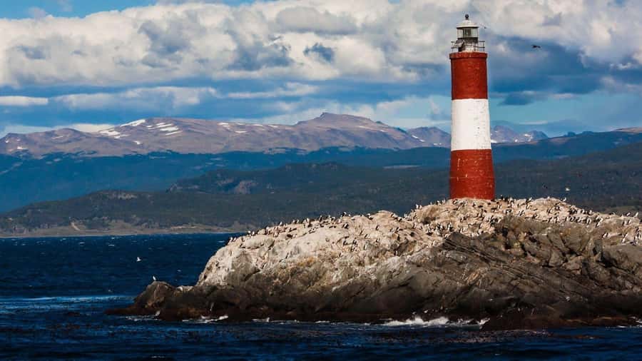 From Ushuaia: Penguin Watching Tour by Catamaran - Reaching Martillo Island’s Magellanic penguins