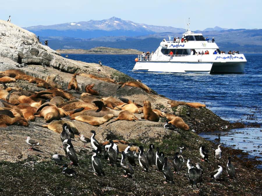 From Ushuaia: Penguin Watching Tour by Catamaran - Who will enjoy this catamaran trip