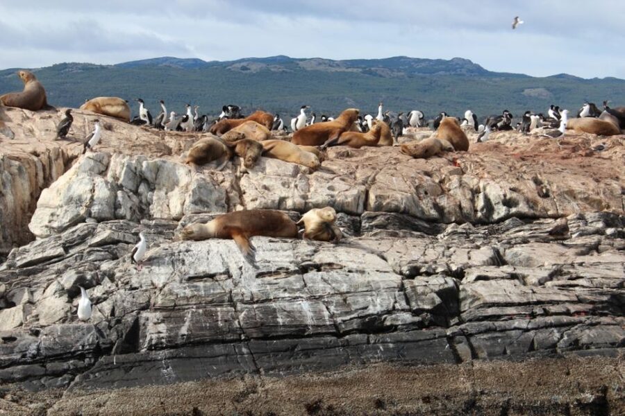 From Ushuaia: Penguin Watching Tour by Catamaran - FAQ