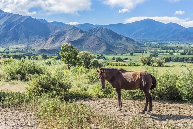 Full-Day Tour Cafayate Calchaqui Valleys with Wine - Key points to know before you book