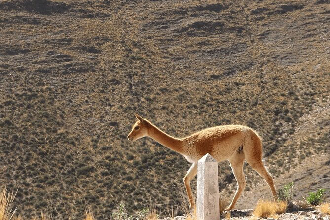 Full-Day Tour to Salinas Grandes and Purmamarca From Salta - Salinas Grandes, the day’s main reward