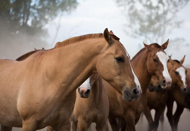 Gaucho Experience: A Day Trip to Don Silvano Ranch - Key things to know before you book