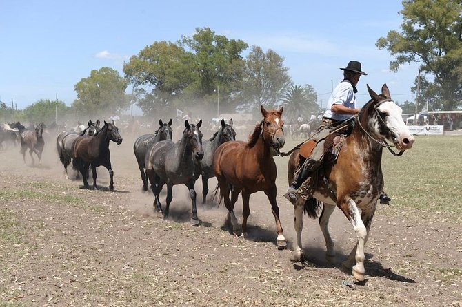 Gaucho Experience: A Day Trip to Don Silvano Ranch - Horseback riding: calm, safe, and not a long trek