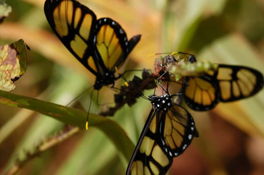 Half-Day Iguazú Forest Adventure - Walking the narrow forest paths