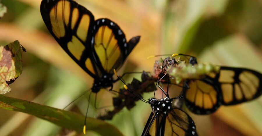 Half-Day Iguazú Forest Adventure - What the $122 price really buys