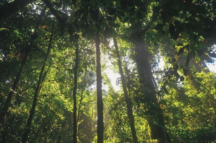 Half-Day Iguazú Forest Adventure - How to prepare for a wet, buggy outing