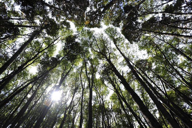 Half-Day Tierra del Fuego National Park with Lunch and Drinks - Who should choose this experience